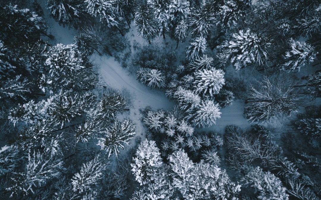 aerial photography on trees