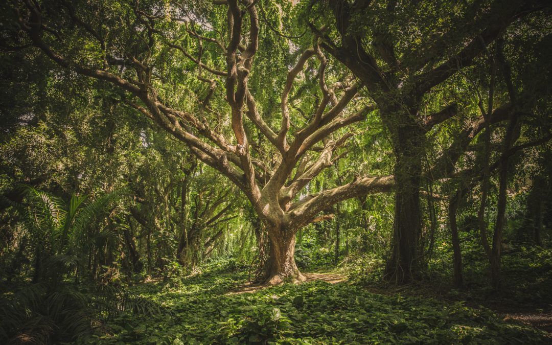 large tree in middle of forest during daytime