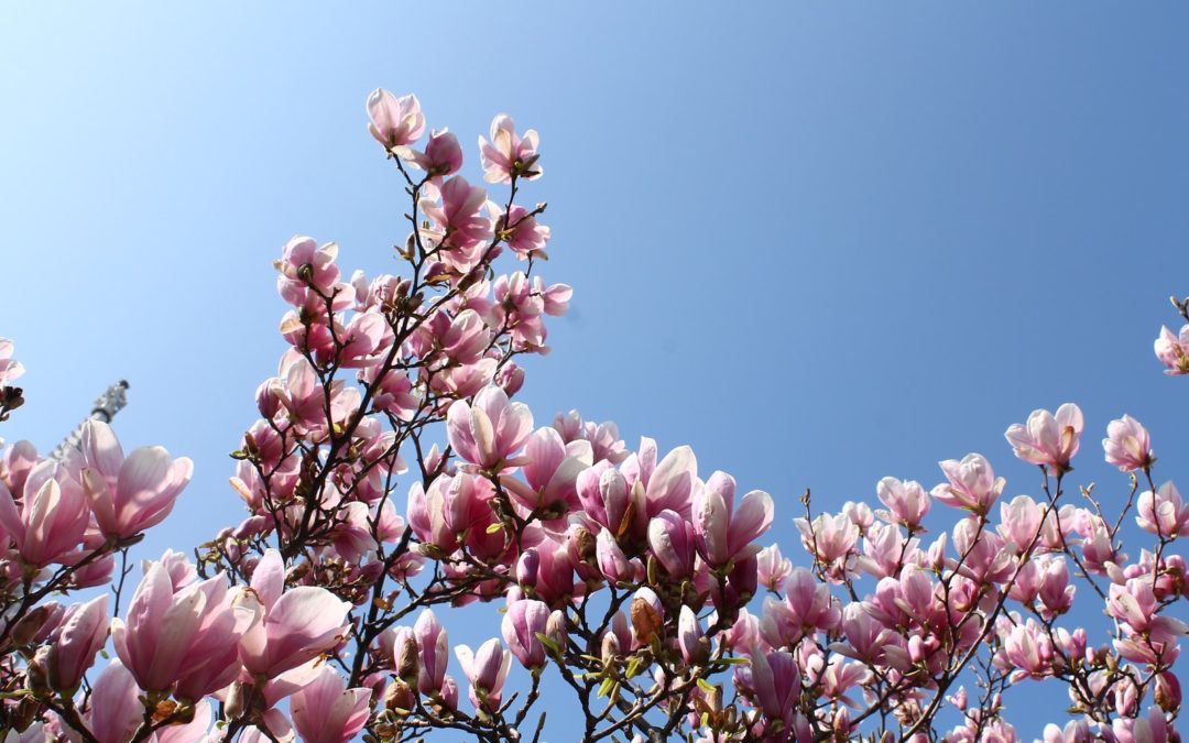 pink flowers on brown tree branch during daytime