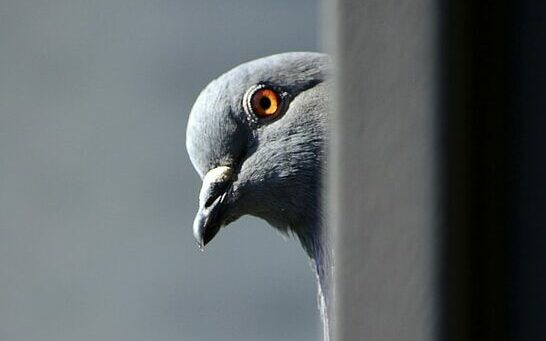 gray and white bird on gray metal bar