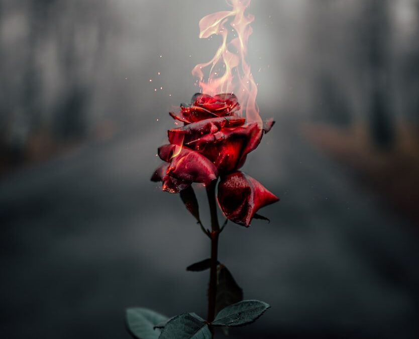 selective focus photography of flaming rose flower during daytime