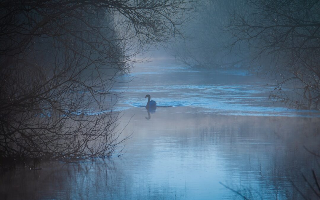 silhouette of swan floating on water surrounded by bare trees