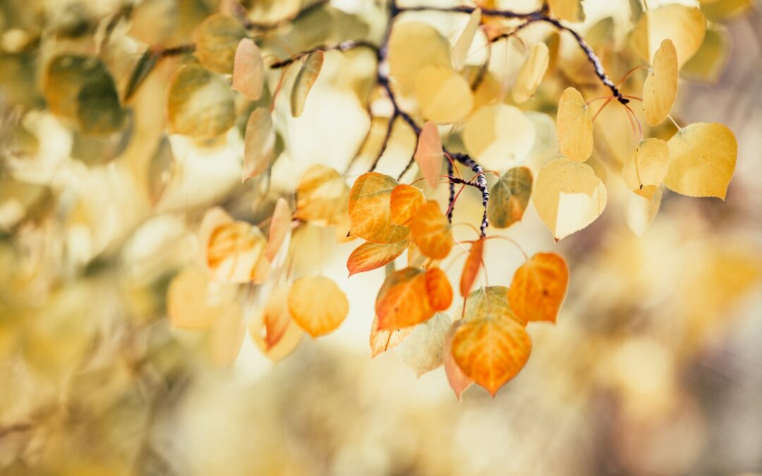 orange and yellow dried leaves on tree